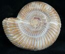 Perisphinctes Ammonite - Jurassic #7379-2